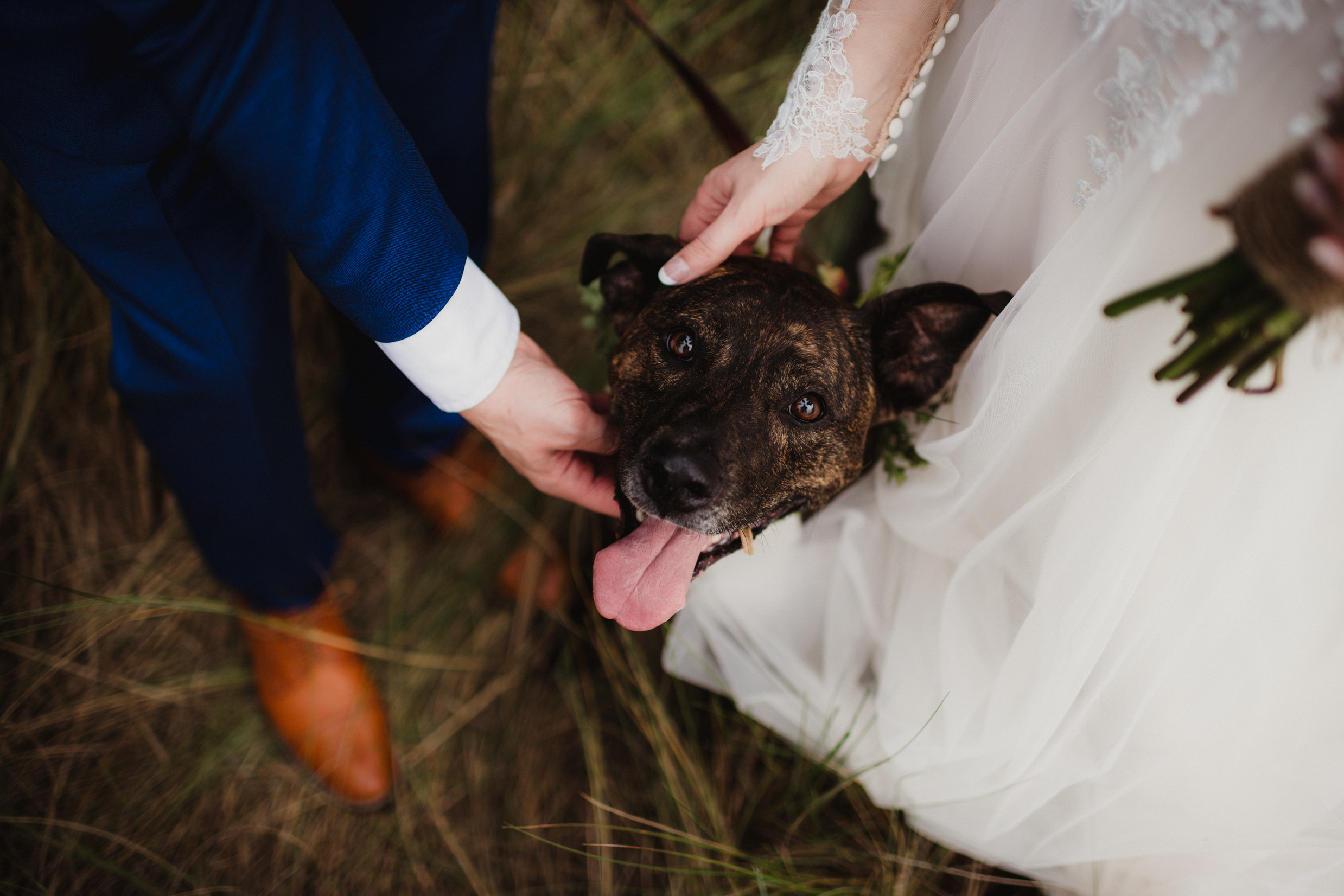 Happy dog at a wedding